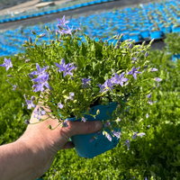 Bio Campanula garganica blau, Topf 11x11 cm, 3 Pflanzen Bio Campanula garganica blau, Topf 11x11 cm, 3 Pflanzen