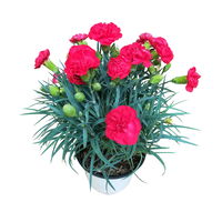 Dianthus 'Oscar®' rot, Topf-Ø 13 cm, 6 Stück