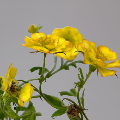 Bio Nelkenwurz 'Nonna', gelborange halbgefüllt, Topf-Ø 12 cm, 3 Pflanzen Bio Nelkenwurz 'Nonna', gelborange halbgefüllt, Topf-Ø 12 cm, 3 Pflanzen