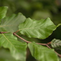 Rotbuche (Fagus sylvatica), 30er-Set, Höhe 80-100 cm, Topf 5 l