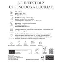 Schneestolz (Chionodoxa Luciliae) blau, 20 Blumenzwiebeln