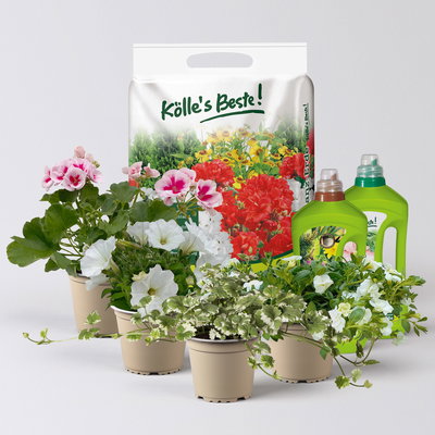 Pflanzenkreation Blütenmärchen, 4 Pflanzen inkl. Erde und Dünger Pflanzenkreation Blütenmärchen, 4 Pflanzen inkl. Erde und Dünger