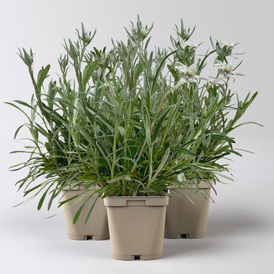 Alpen-Edelweiß, weiß, Topf 9x9 cm, 3 Pflanzen Alpen-Edelweiß, weiß, Topf 9x9 cm, 3 Pflanzen