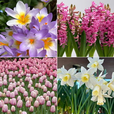 Zwiebelpflanzen-Set Romantik, rosa-lila-weiß, 9 Pflanzen Zwiebelpflanzen-Set Romantik, rosa-lila-weiß, 9 Pflanzen