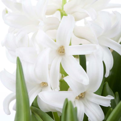 Hyazinthe, weiß, rosa & blau, vorgetrieben, Topf-Ø 14 cm, 3 Pflanzen