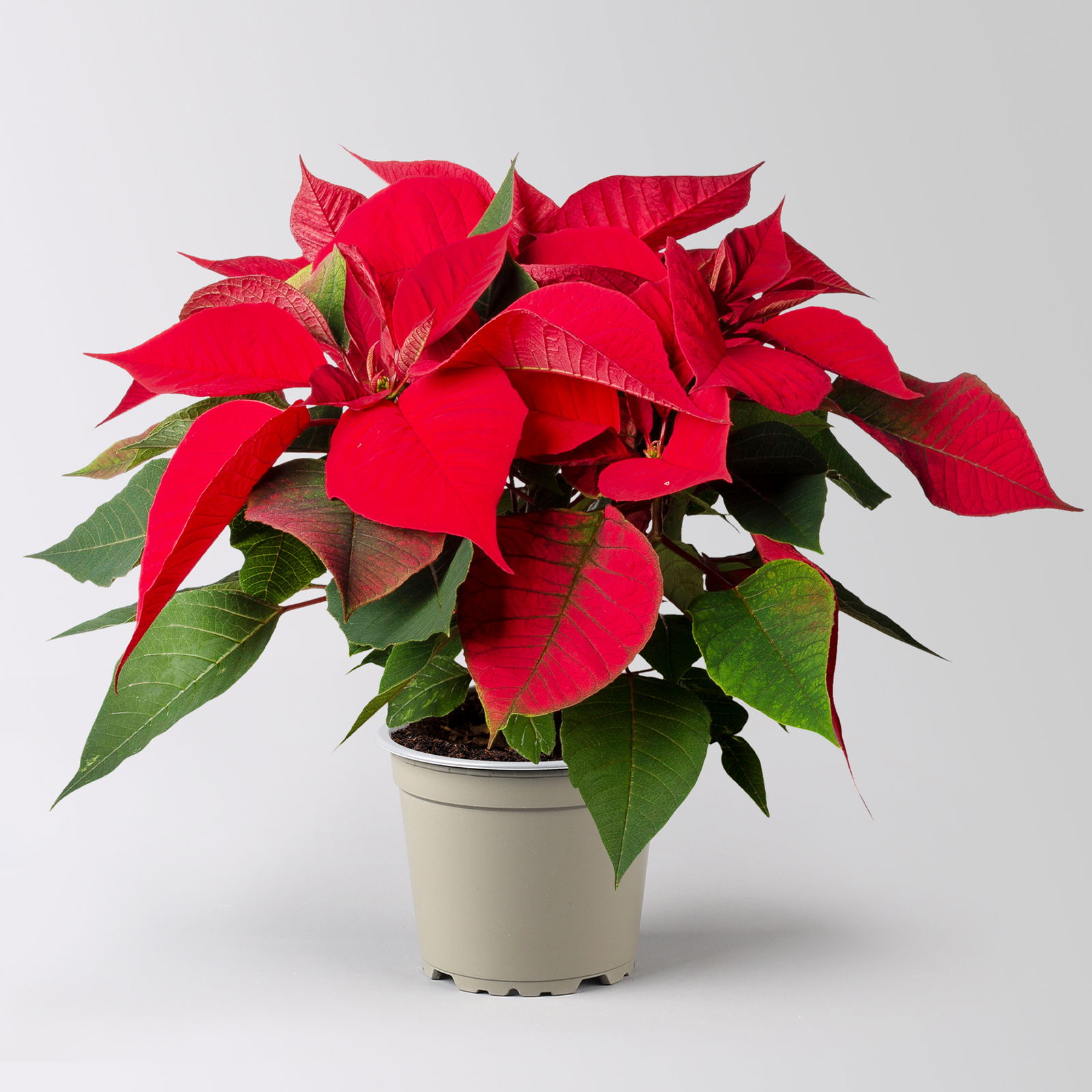 Bio Weihnachtsstern, rot, Topf-Ø 12 cm, 3 Pflanzen