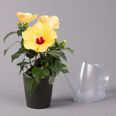 Hibiskus, gelb, mit Keramiktopf Dallas anthrazit, Topf-Ø 13 cm, 2 Pflanzen