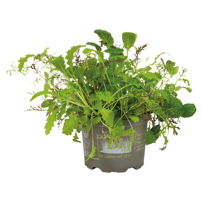 Bio Babyleaf-Salat, Topf -Ø 12 cm