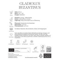 Kölles Beste Gladiolus byzantinus, 15 Blumenzwiebeln