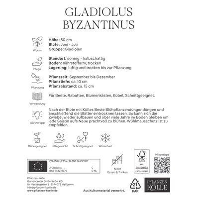 Kölles Beste Gladiolus byzantinus, 15 Blumenzwiebeln