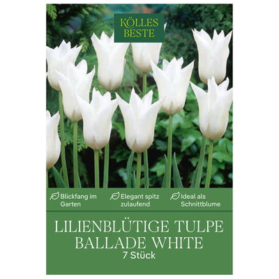 Lilienblütige Tulpen Ballade White weiß, 7 Blumenzwiebeln Lilienblütige Tulpen Ballade White weiß, 7 Blumenzwiebeln