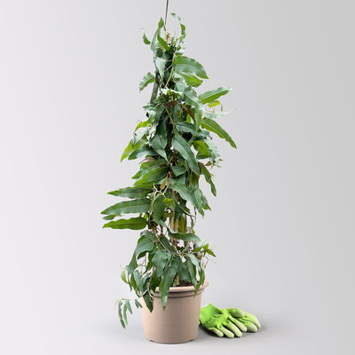 Zitronen-Eukalyptus, Pyramide, Topf-Ø 27 cm, Höhe ca. 100 cm