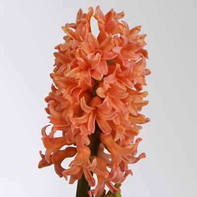 Hyazinthe gelb & orange, vorgetrieben, Topf-Ø 12 cm, 6 Pflanzen