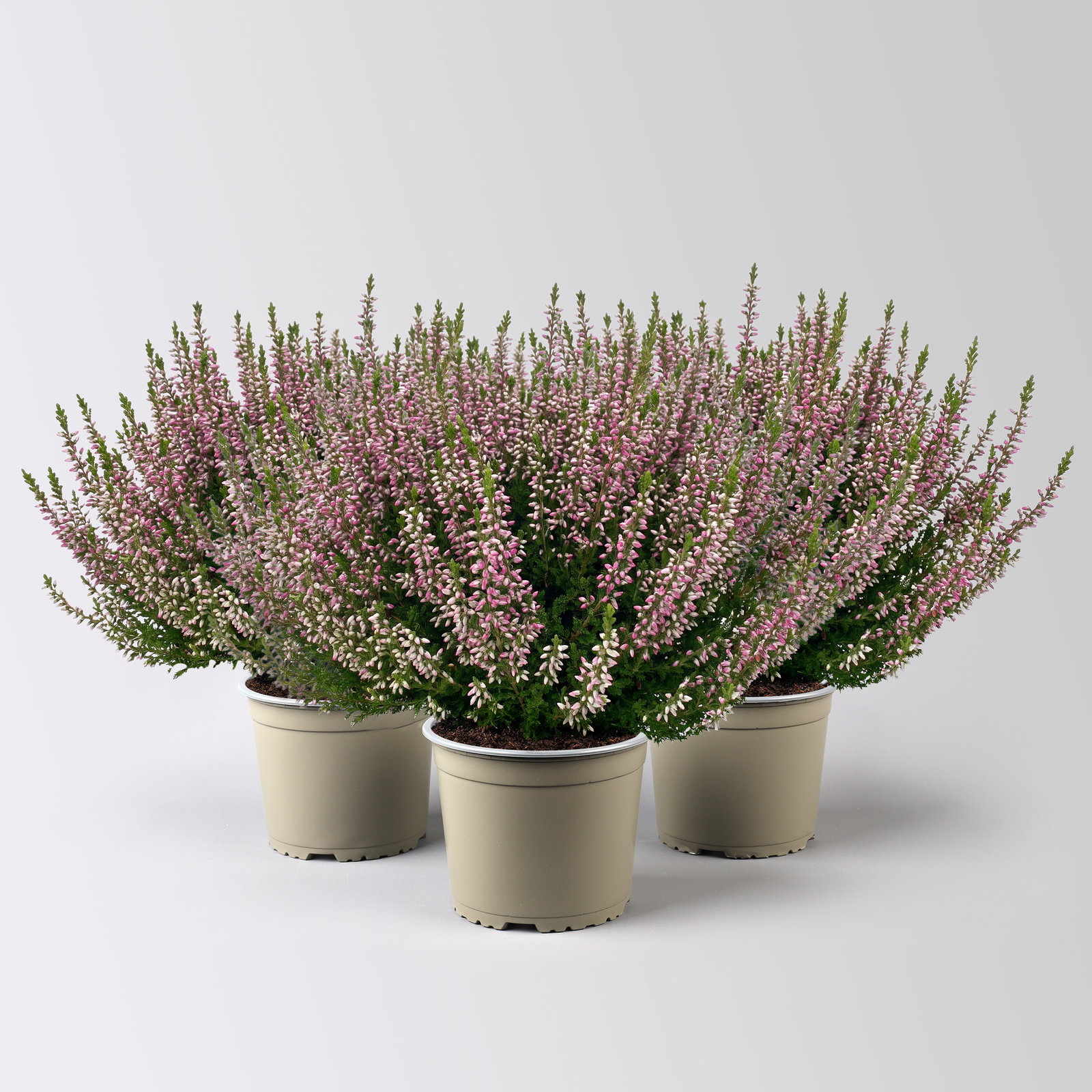 Knospenheide, lila, Topf-Ø 17 cm, 3 Pflanzen