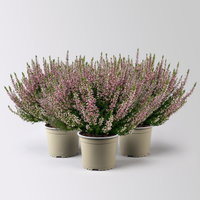 Knospenheide, lila, Topf-Ø 17 cm, 3 Pflanzen Knospenheide, lila, Topf-Ø 17 cm, 3 Pflanzen