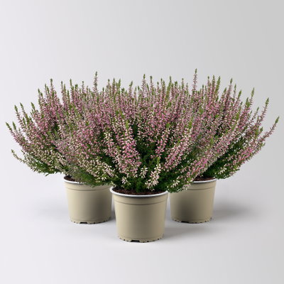 Knospenheide, lila, Topf-Ø 17 cm, 3 Pflanzen Knospenheide, lila, Topf-Ø 17 cm, 3 Pflanzen