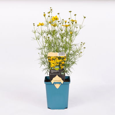 Bio Mädchenauge 'Zagreb', goldgelb, Top 11x11 cm, 3 Pflanzen Bio Mädchenauge 'Zagreb', goldgelb, Top 11x11 cm, 3 Pflanzen