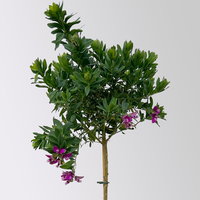 Kreuzblume, rosa-violett, Stamm, Höhe ca. 50 cm, Topf-Ø 17 cm