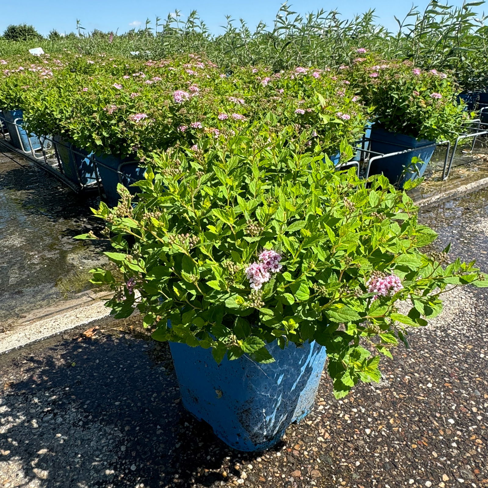 Zwergsommerspiere 'Little Princess', rosa, Höhe 25-30 cm, im 5 lt. Topf