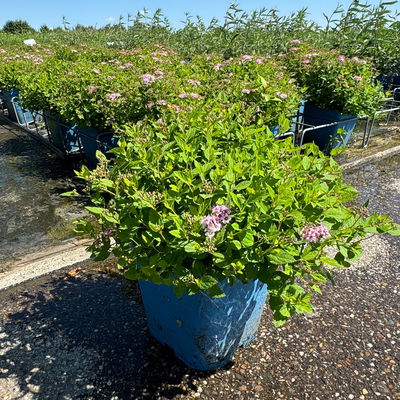 Zwergsommerspiere 'Little Princess', rosa, Höhe 25-30 cm, im 5 lt. Topf