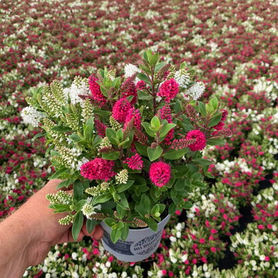 Hebe 'All Blooms® Twin', rot und weiß, Topf-Ø 12 cm, 3 Pflanzen Hebe 'All Blooms® Twin', rot und weiß, Topf-Ø 12 cm, 3 Pflanzen