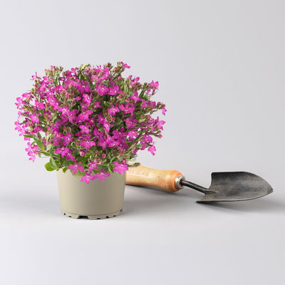 Männertreu, pink, Topf-Ø 12 cm, 6 Pflanzen Männertreu, pink, Topf-Ø 12 cm, 6 Pflanzen