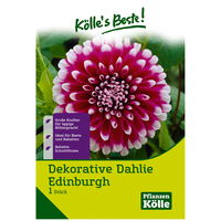 Decorative Dahlie 'Edinburgh' rot/weiß, 1 Blumenknolle