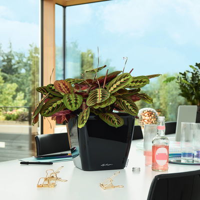 Lechuza 'Quadro LS 35', schwarz, ca. 35,5 x 35,5 x H 32,5 cm