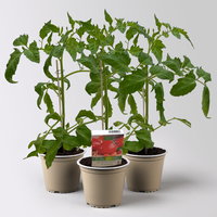 Bio Ochsenherztomate 'Fleurette', Topf-Ø 12 cm, 3 Pflanzen