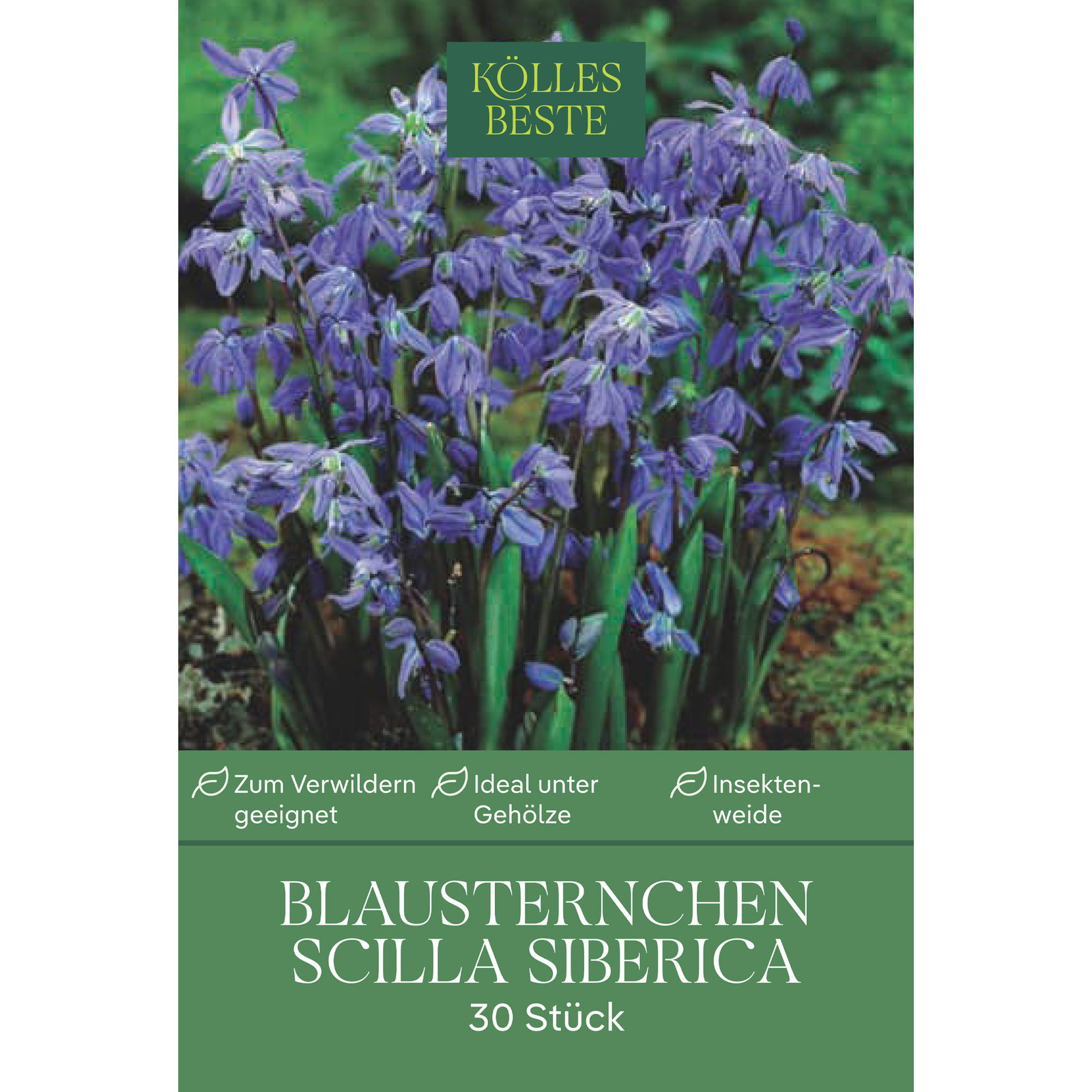 Blausternchen (Scilla Siberica) 30 Blumenzwiebeln Blausternchen (Scilla Siberica) 30 Blumenzwiebeln