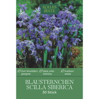 Blausternchen (Scilla Siberica) 30 Blumenzwiebeln Blausternchen (Scilla Siberica) 30 Blumenzwiebeln