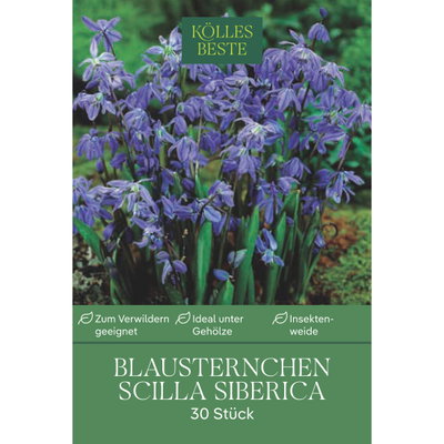 Blausternchen (Scilla Siberica) 30 Blumenzwiebeln Blausternchen (Scilla Siberica) 30 Blumenzwiebeln