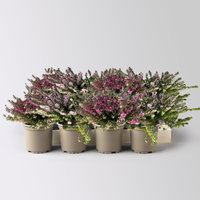 Winterheide, rosa, Topf-Ø 11 cm, 8 Pflanzen