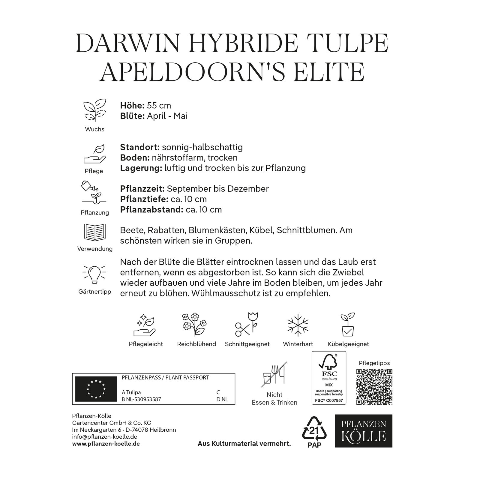 Darwin Hybrid Tulpe 'Apeldoorn’s Elite®', 7 Blumenzwiebeln