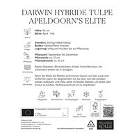 Darwin Hybrid Tulpe 'Apeldoorn’s Elite®', 7 Blumenzwiebeln