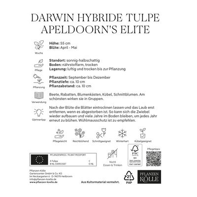 Kölles Beste Darwin-Tulpe 'Apeldoorn`s Elite', rot/orange, 7 Blumenzwiebeln Kölles Beste Darwin-Tulpe 'Apeldoorn`s Elite', rot/orange, 7 Blumenzwiebeln