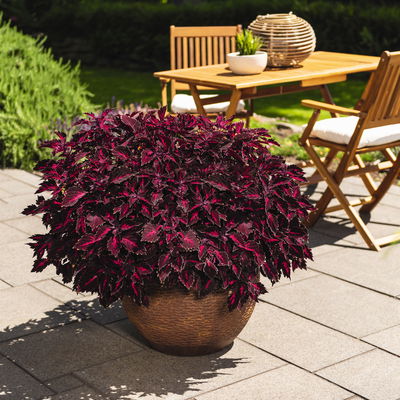 Buntnessel 'Down Town Royalty', rot-pink, Topf-Ø 12 cm, 6 Pflanzen