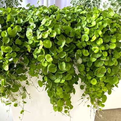 Silberregen 'Emerald Falls', grünlaubig, Topf-Ø 12 cm, 6 Pflanzen