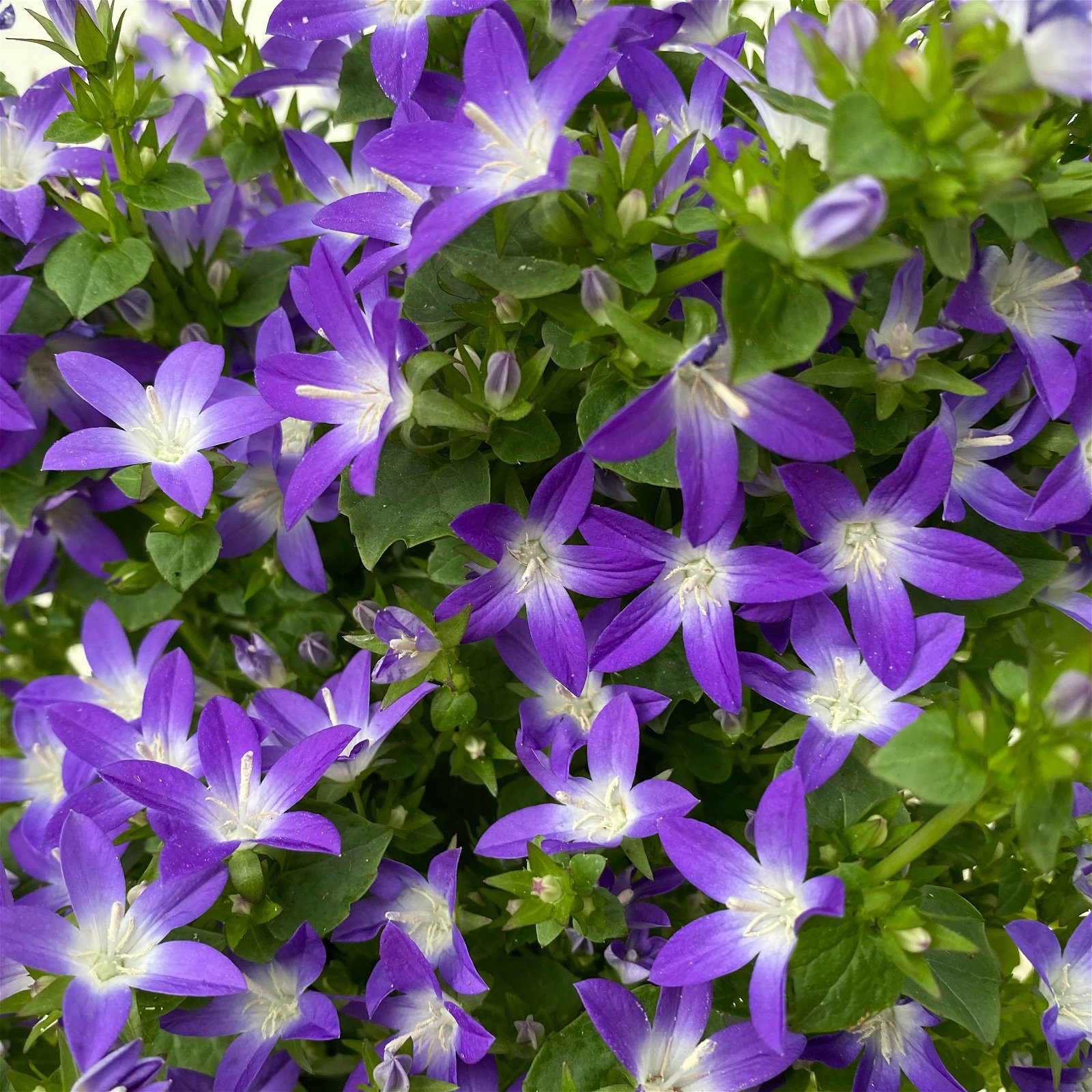 Hängepolster-Glockenblume 'Adansa® Purple' blau-weiß, Topf-Ø 15 cm, 3er-Set