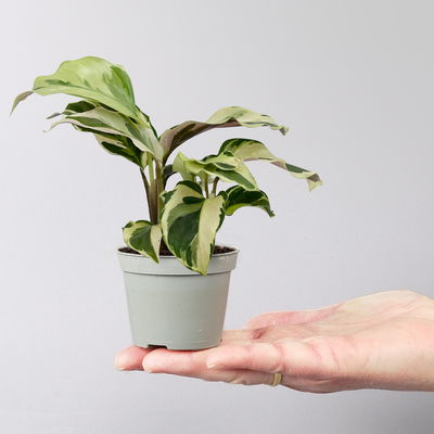 Calathea Mini Mix zufällig, Topf-Ø 7 cm, Höhe ca. 10-15 cm, 8 Pflanzen Calathea Mini Mix zufällig, Topf-Ø 7 cm, Höhe ca. 10-15 cm, 8 Pflanzen