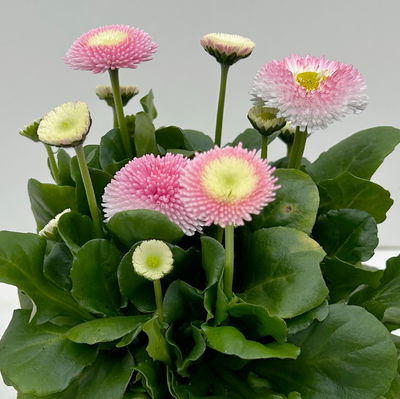Bellis perennis 'Erdbeer-Sahne', rosa, Topf-Ø 12 cm, 6 Pflanzen