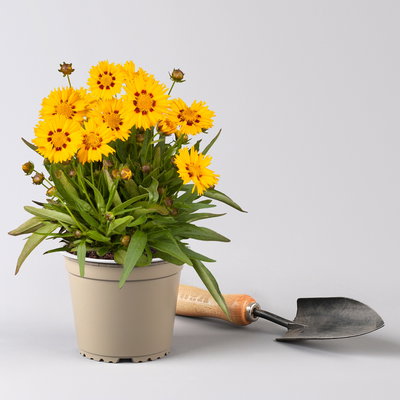 Pflanzenkreation Blütengeflüster, 5 Pflanzen inkl. Erde und Dünger