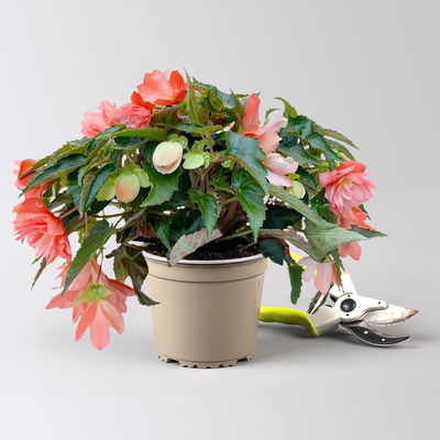 Begonie, halbhängend, Farbe zufällig, Topf-Ø 13 cm, 6 Pflanzen