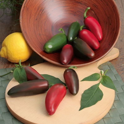 Jalapeno-Chili 'Samira® Shiny' sehr scharf, Topf-Ø 10,5 cm, 6er-Set