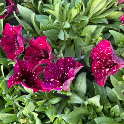 Petunie, dunkelrot mit Sprenkeln, hängend, Topf-Ø 13 cm, 6 Pflanzen