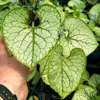 Bio Kaukasus-Vergissmeinnicht 'Jack Frost', blau, Topf-Ø 12 cm, 3 Pflanzen Bio Kaukasus-Vergissmeinnicht 'Jack Frost', blau, Topf-Ø 12 cm, 3 Pflanzen