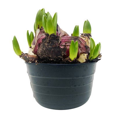 Hyazinthe, weiß, rosa & blau, vorgetrieben, Topf-Ø 14 cm, 3 Pflanzen