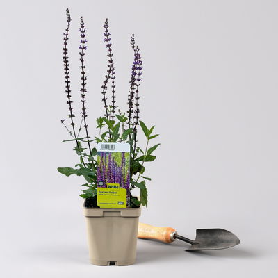 Salvia nemorosa 'Caradonna' dunkelblau, Topf 11x11 cm, 3 Pflanzen Salvia nemorosa 'Caradonna' dunkelblau, Topf 11x11 cm, 3 Pflanzen