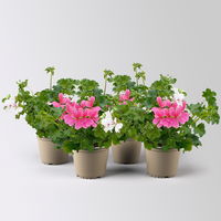 Geranie 'Villetta® Duo', neon rosa-weiß, hängend, Topf-Ø 14 cm, 4 Pflanzen Geranie 'Villetta® Duo', neon rosa-weiß, hängend, Topf-Ø 14 cm, 4 Pflanzen