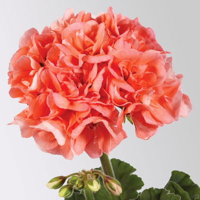 Geranie lachs, stehend, Topf-Ø 13 cm, 6 Stück